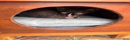 Sphynx cats for sale: Sad rehoming of our Sphynx cat  in Fareham - Advert 6