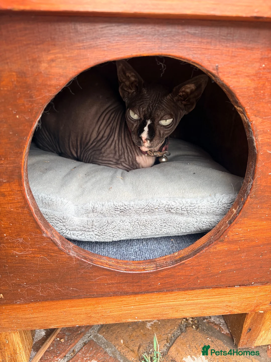 Sphynx cats for sale: Sad rehoming of our Sphynx cat  in Fareham - Advert 6
