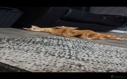 Mixed Breed cats for sale: Ginger kittens - Image 4