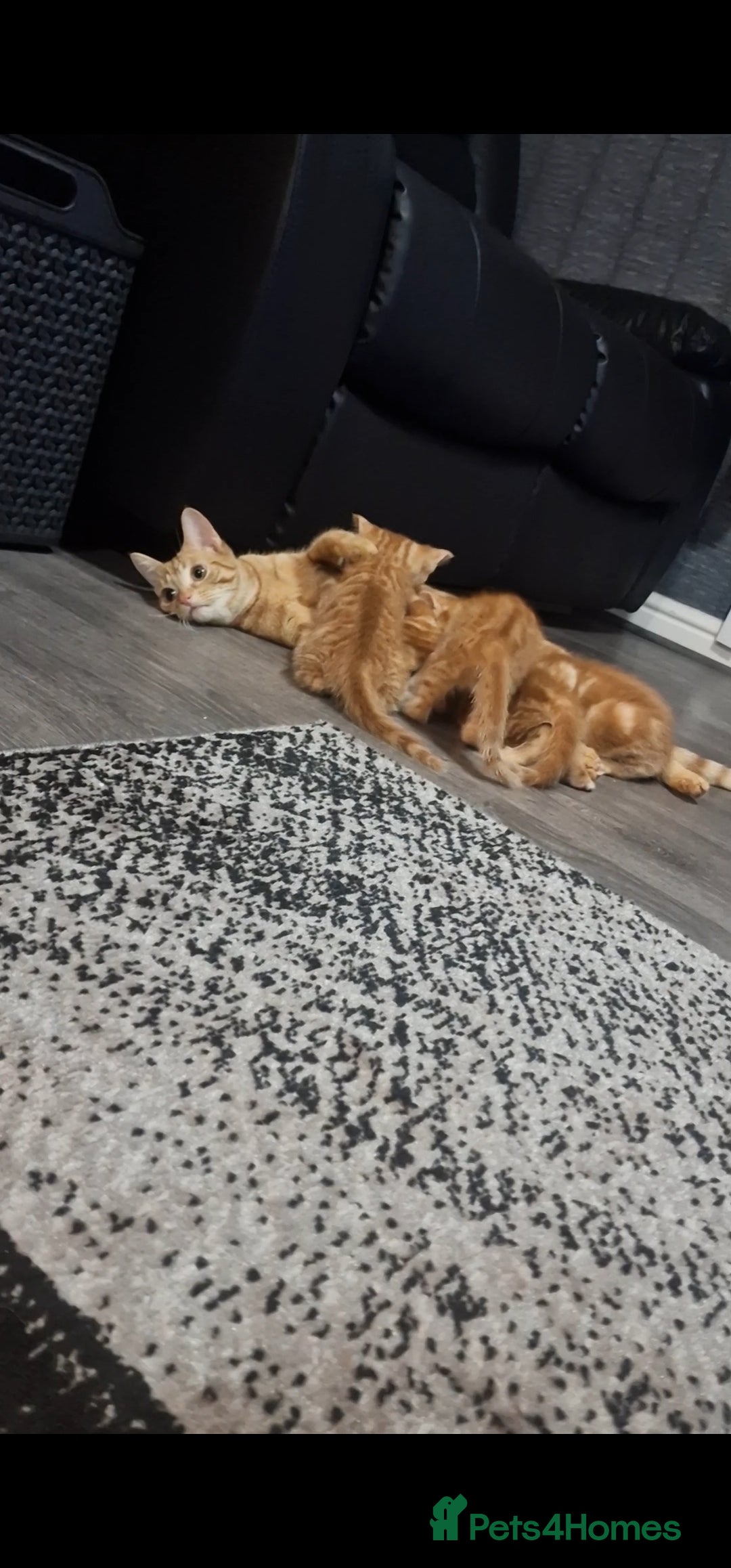 Mixed Breed cats for sale: Ginger kittens - Image 4