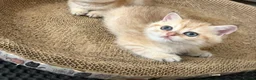 British Shorthair cats for sale: Pedigree Golden British Shorthair Kitten READY! - Advert 2