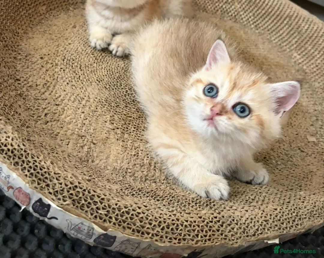 British Shorthair cats for sale: Pedigree Golden British Shorthair Kitten READY! - Advert 2
