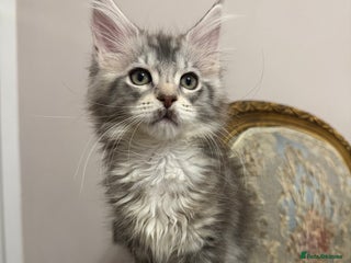 Maine Coon cats Maine Coon Kittens 🏆 20+ gen 🧬 Full Pedigree - Advert 11