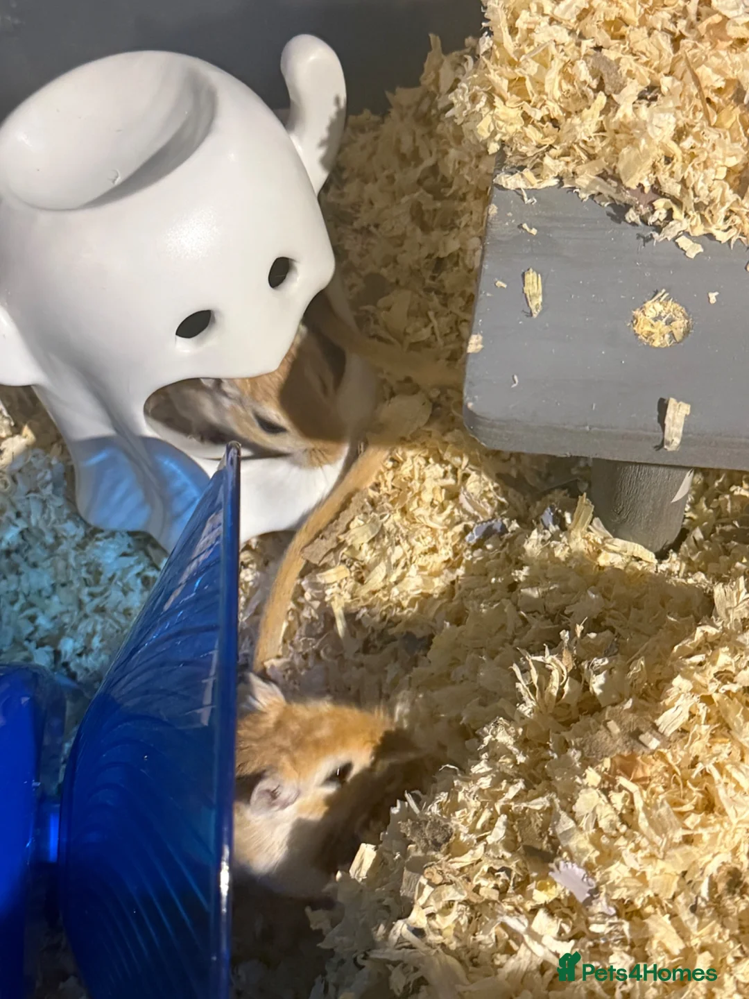 Gerbil rodents for sale: 2 female gerbils  in Alfreton - Advert 4