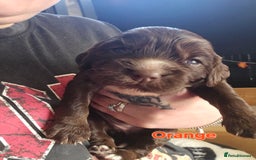 Cocker Spaniel dogs for sale: Cocker spaniel puppies - Image 8