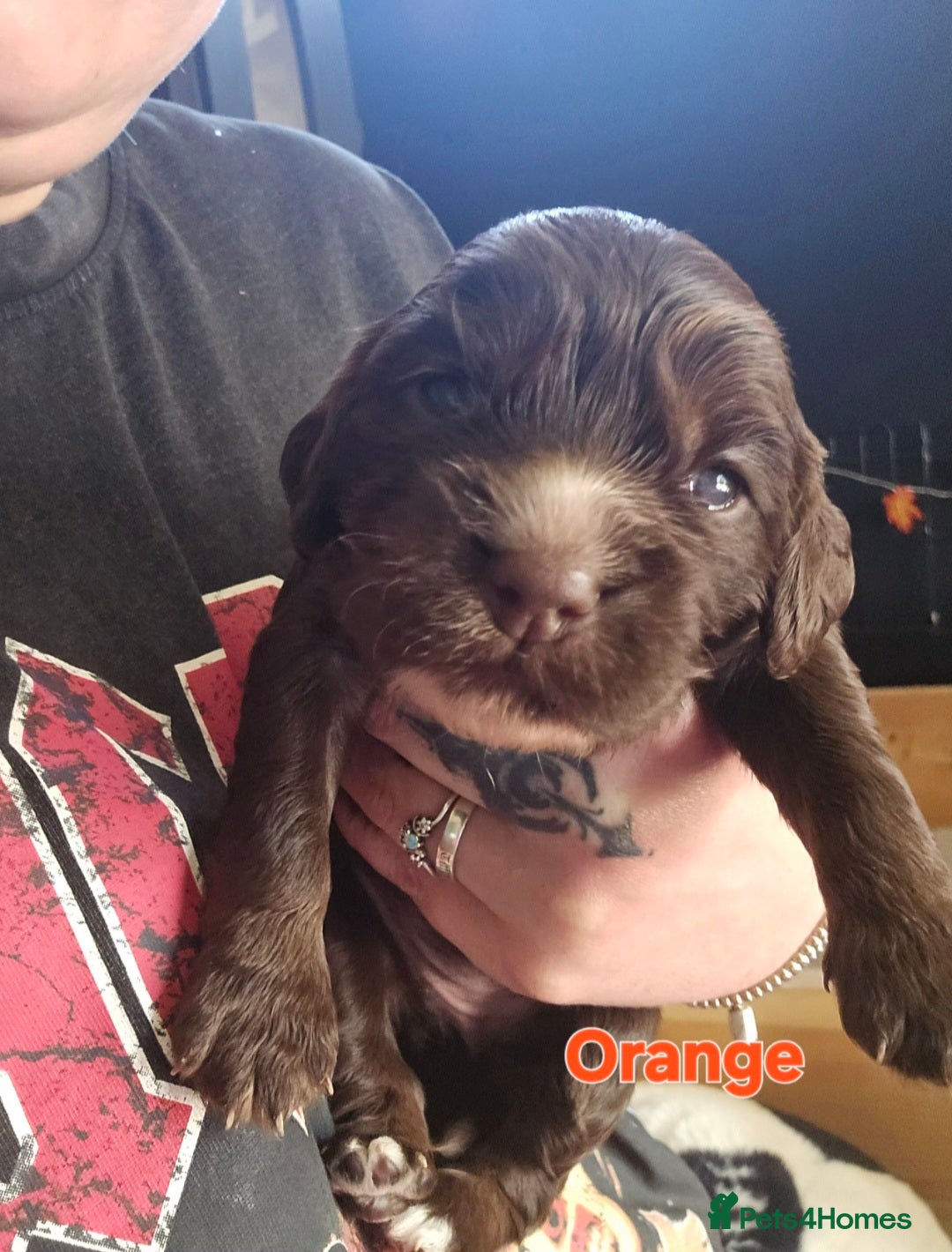 Cocker Spaniel dogs for sale: Cocker spaniel puppies - Image 8