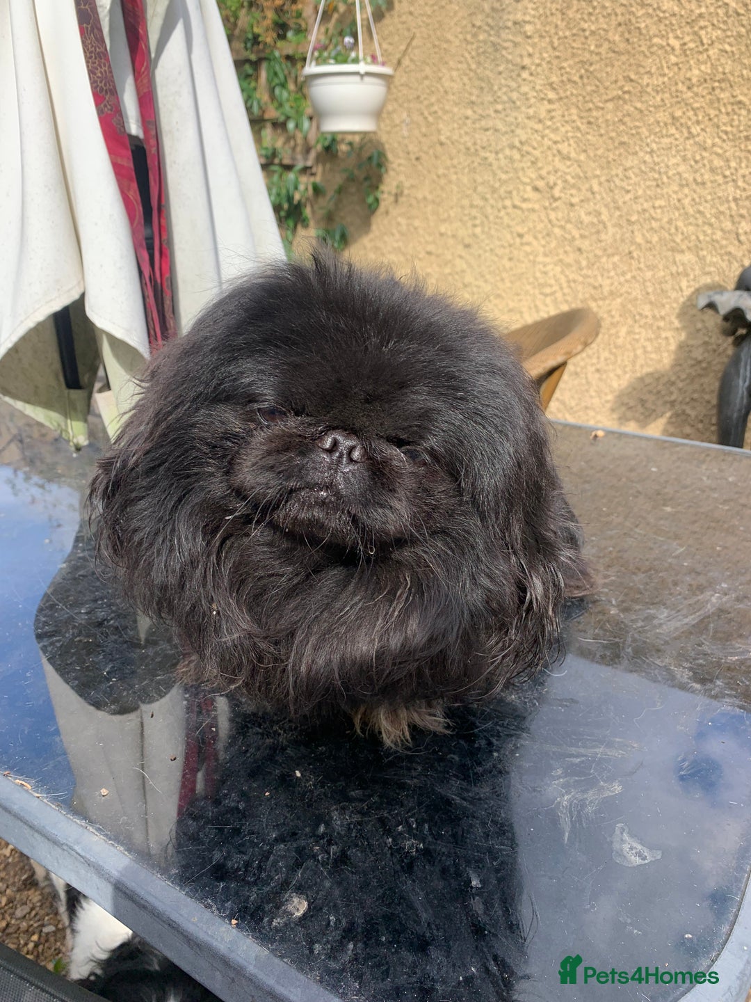 Pekingese dogs for sale: Top quality KC Reg Pekingese boys - Image 1