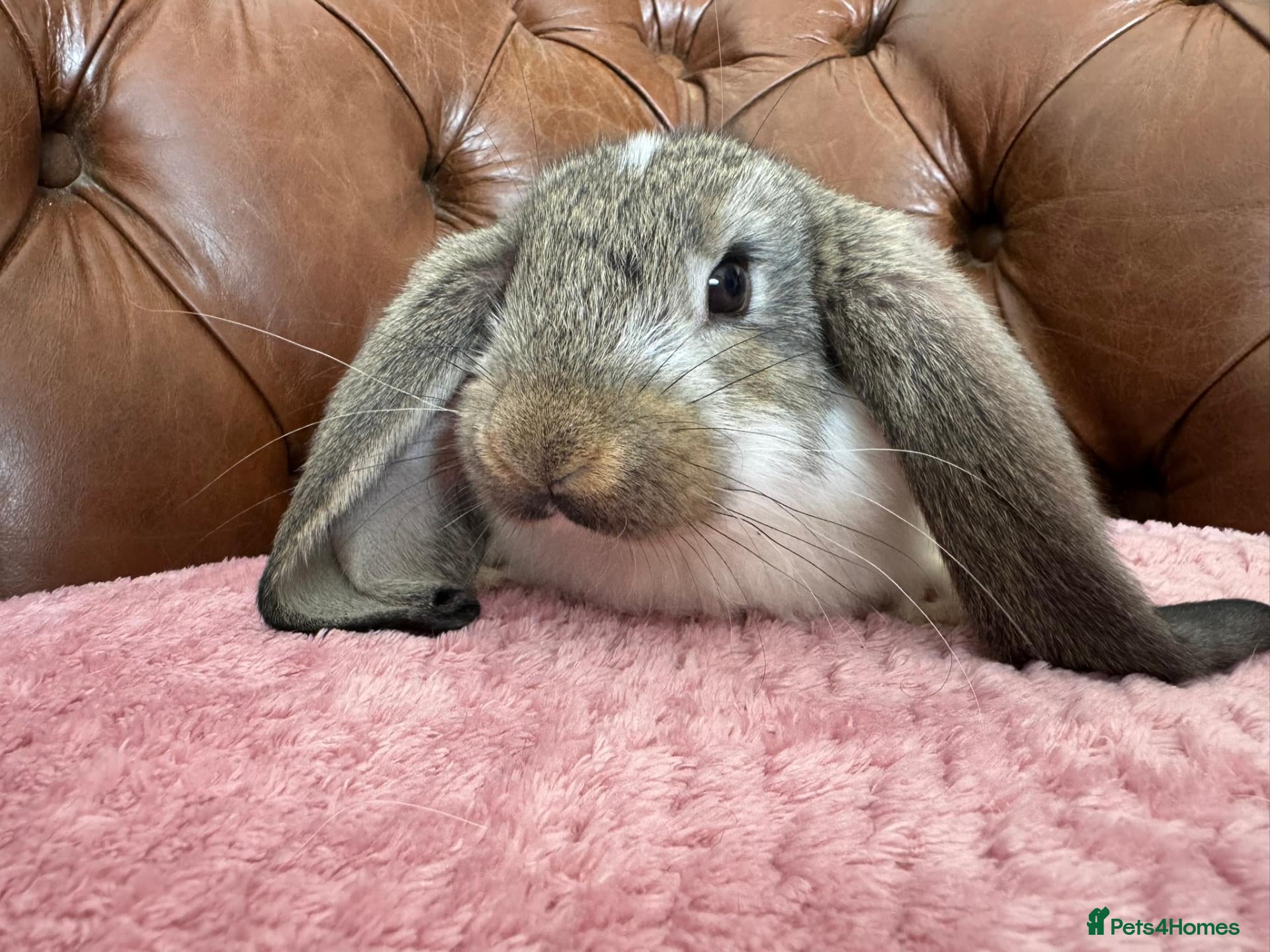 French Lop rabbits Pure breed Baby Giant French Lops Rabbits - Advert 2