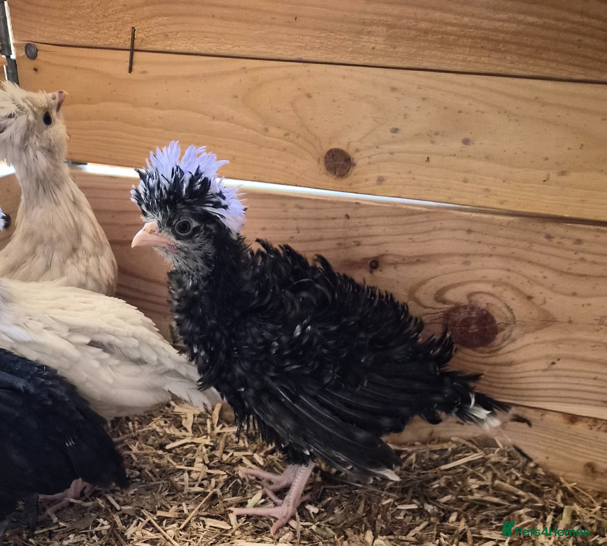 Chickens poultry 5 week old polish frizzle rooster - Advert 8