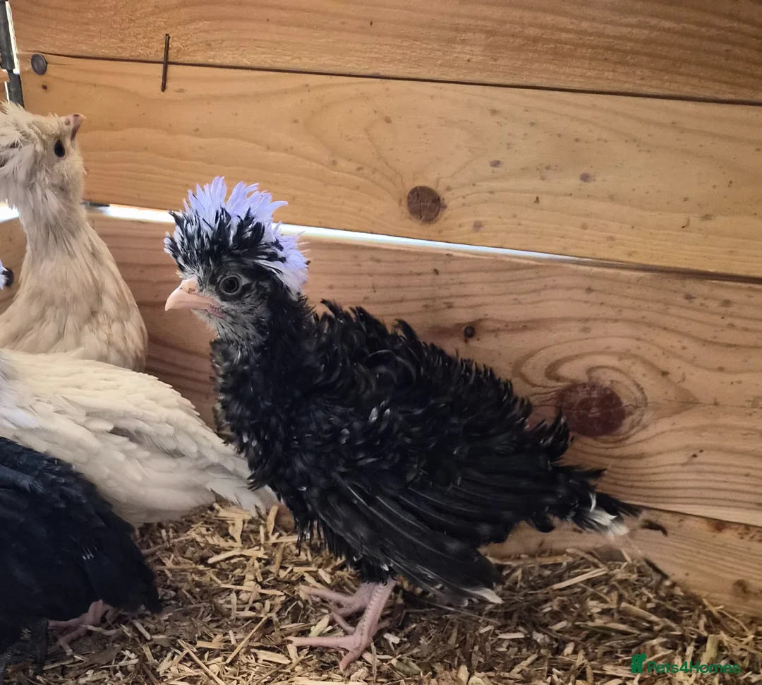 Chickens poultry for sale: 5 week old polish frizzle rooster - Advert 1