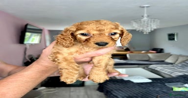 Cockapoo dogs - Advert 16