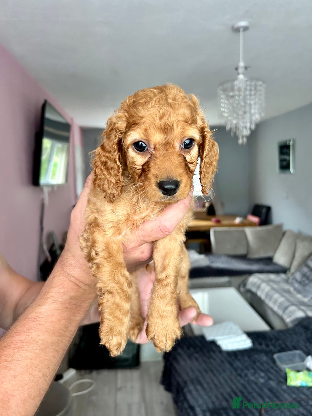 Cockapoo dogs for sale: Beautiful cockapoo pups for sale  - Image 3