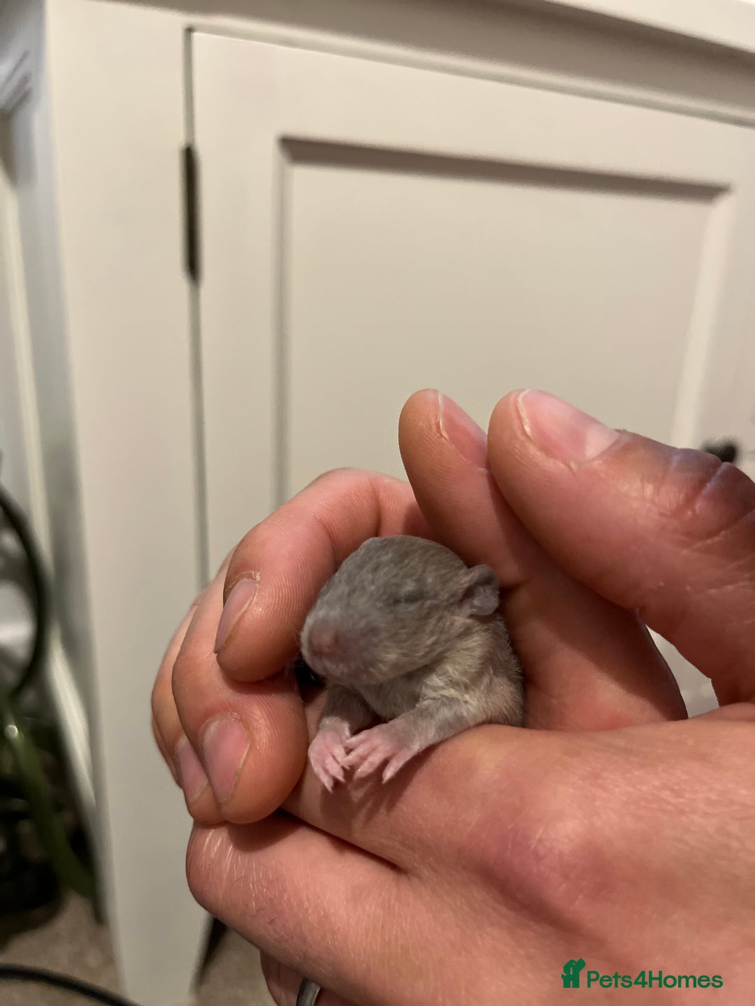 Rat rodents for sale: Baby rats  - Image 7