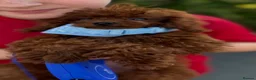 Toy Poodle dogs for sale: True toy Asian Poodle Puppies - Advert 8