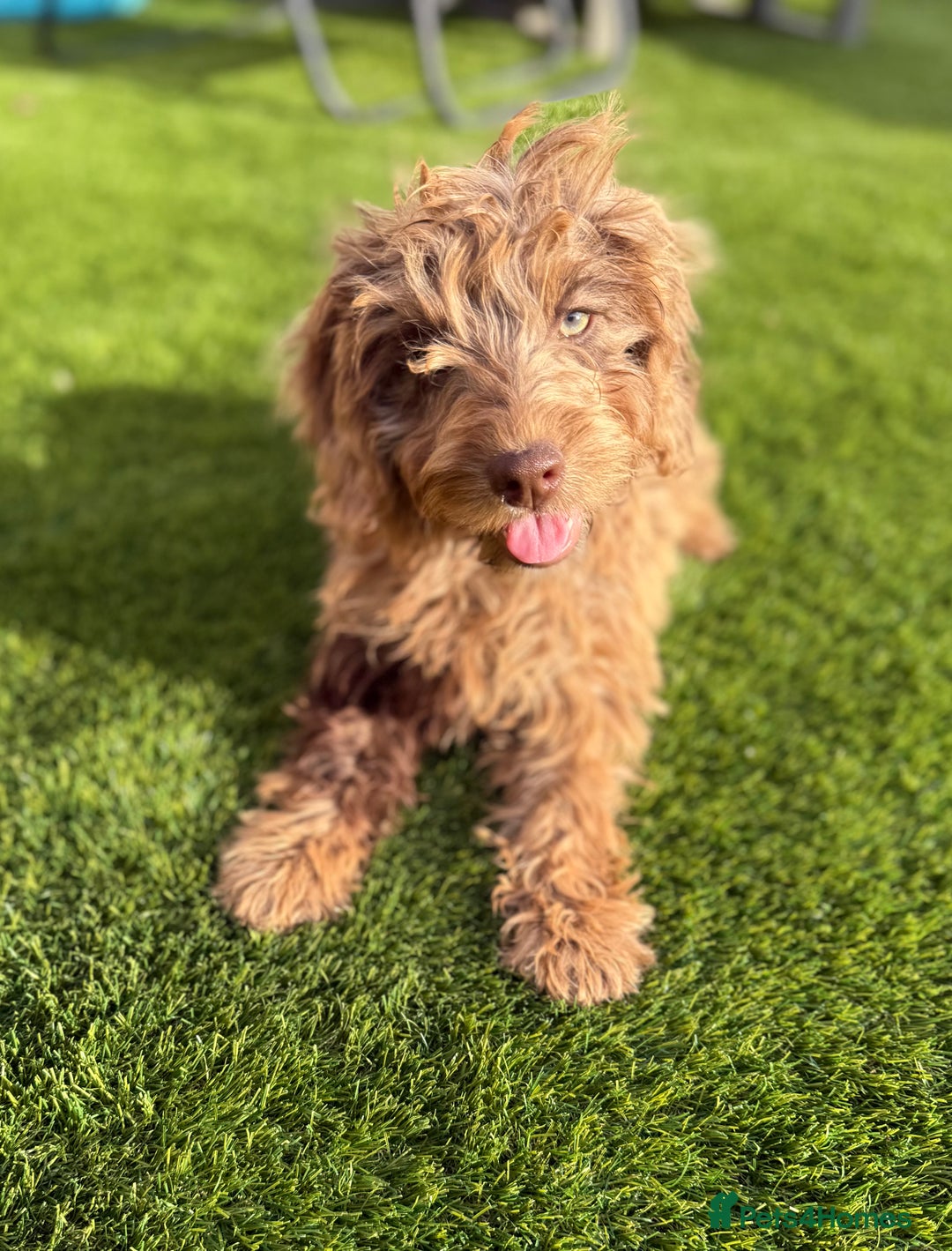 Cockapoo dogs for sale: Adorable f1 Cockapoo puppies 🐶  READY TO GO! in Stourport-on-Severn - Image 16