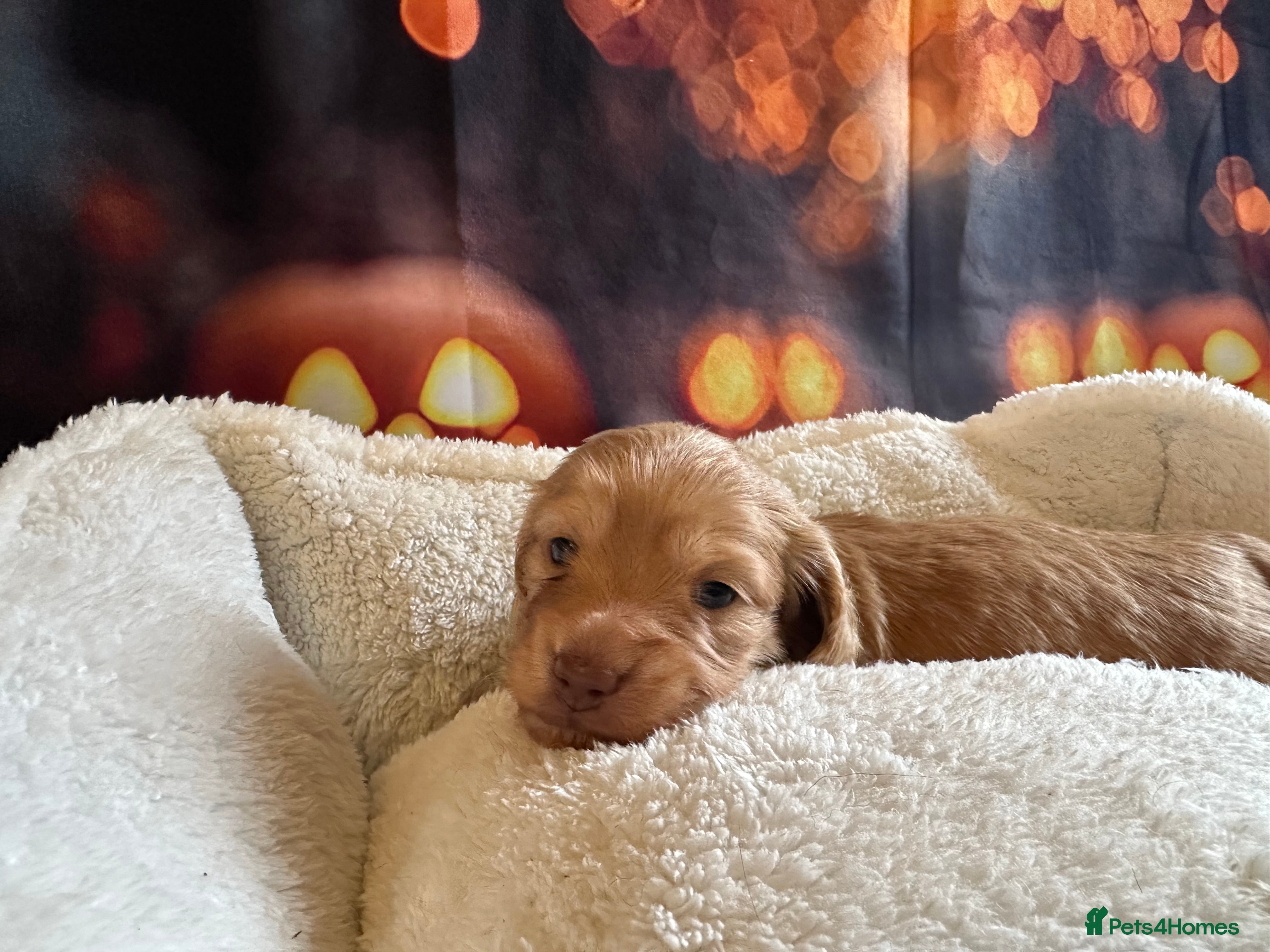 Miniature Dachshund dogs Beautiful cream mini longs, IVDD Screened parents  - Advert 2