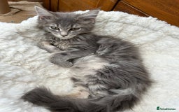 Maine Coon cats for sale: Maine coon kittens - Image 4