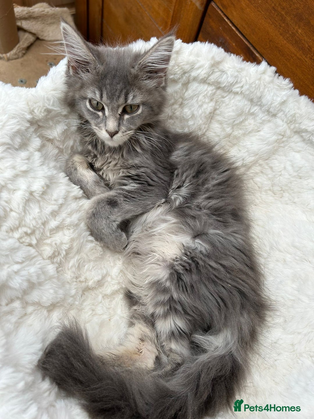 Maine Coon cats for sale: Maine coon kittens - Image 4