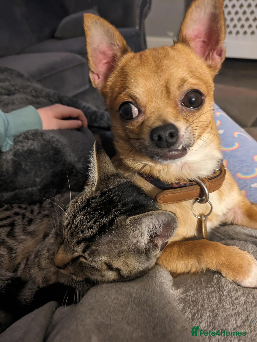 Chihuahua dogs for sale: 6year old Chihuahua  - Advert 5