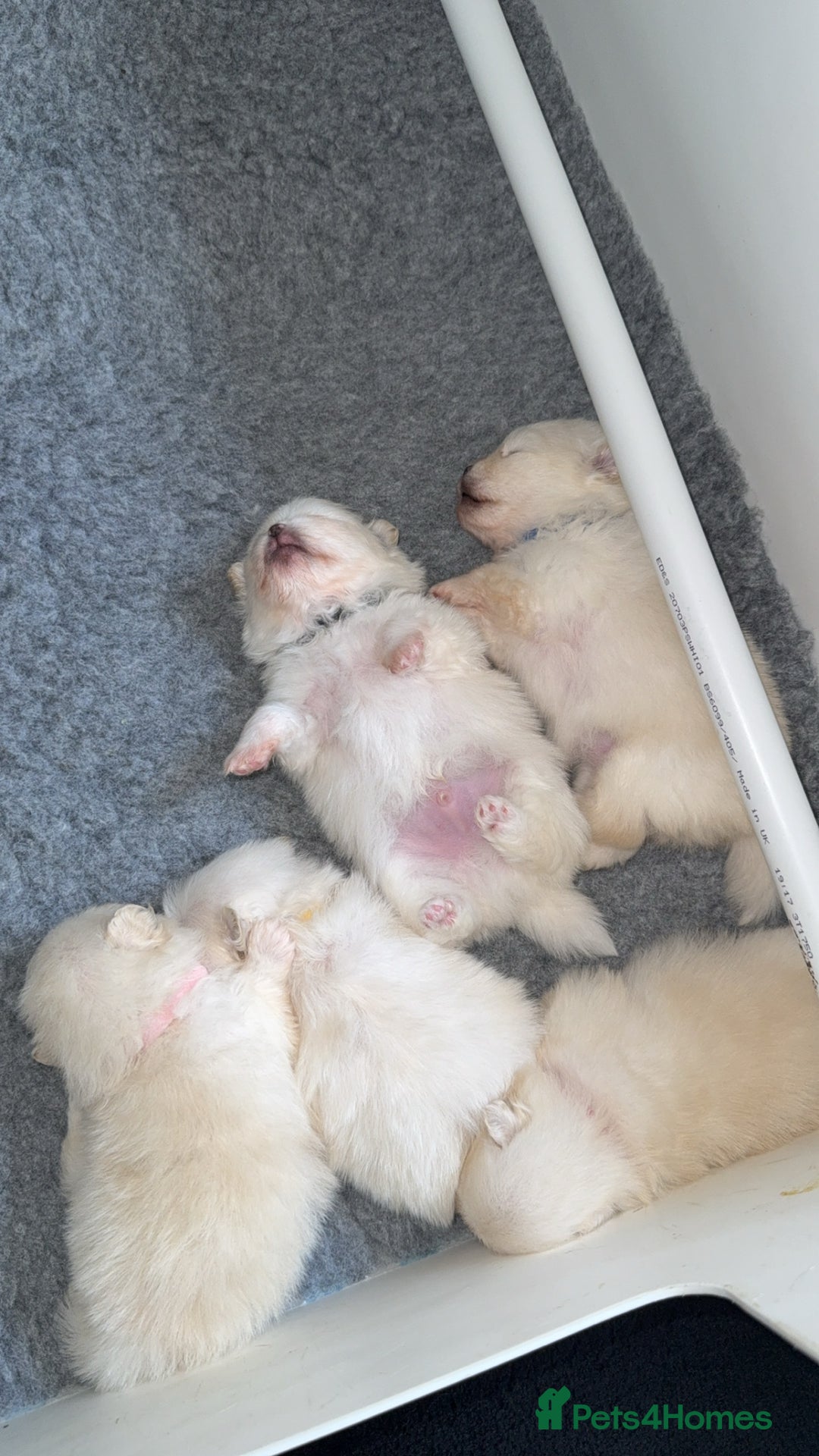 Pomeranian dogs for stud: Tiny Pomeranian (STUD USE ONLY) - Advert 11