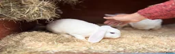 Mini Lop rabbits for sale: Very friendly Mini Plush Lops - Advert 4