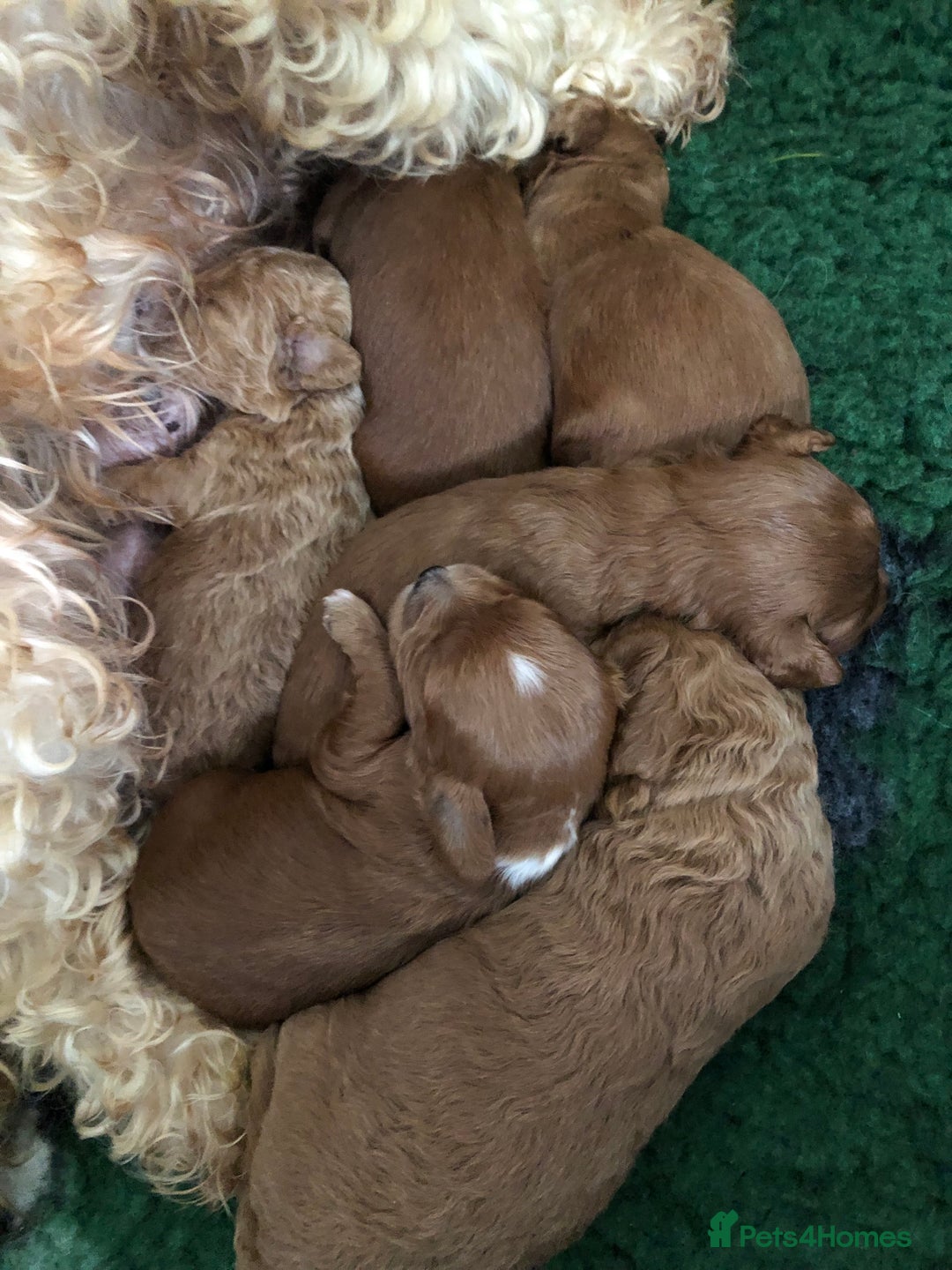 Cockapoo dogs for sale: Cockapoo puppies - Image 5