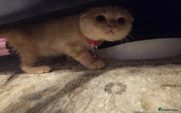 Scottish Fold cats for sale: !1 LEFT! BEAUTIFUL SCOTTISH FOLDS FOR SALE - Image 9