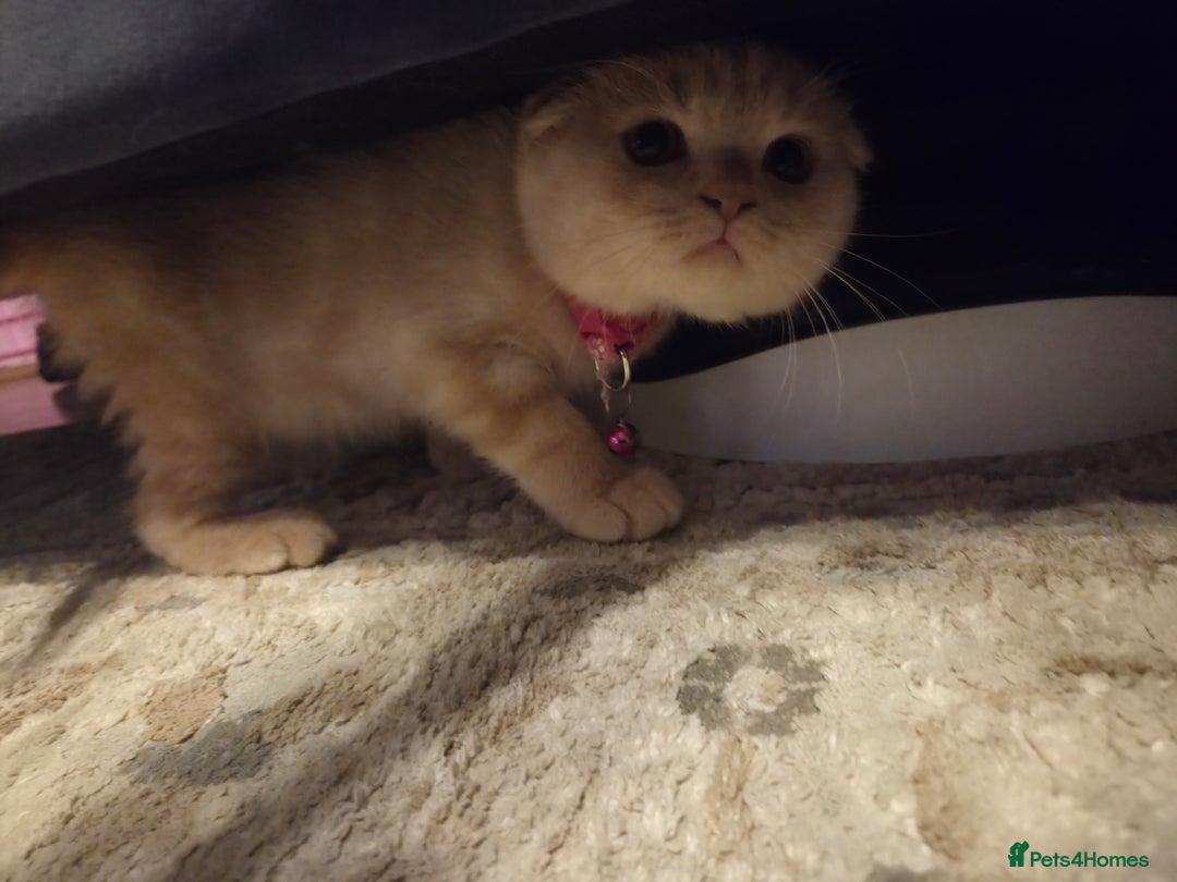 Scottish Fold cats for sale: !1 LEFT! BEAUTIFUL SCOTTISH FOLDS FOR SALE - Image 9