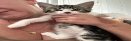 Mixed Breed cats for sale: Healthy and playful kittens for good homes in Chichester - Advert 7