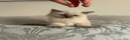 Ragdoll cats for sale: Pure ragdoll kittens - Advert 5