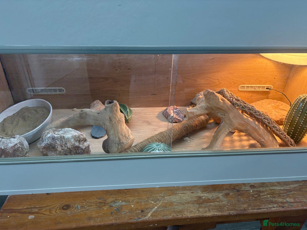 Bearded Dragon reptiles for sale: 1yo bearded dragon  - Image 10