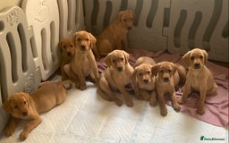 Labrador Retriever dogs for sale: KC registered Fox Red Labrador pup (last girl)🐾 in Saltcoats - Image 1