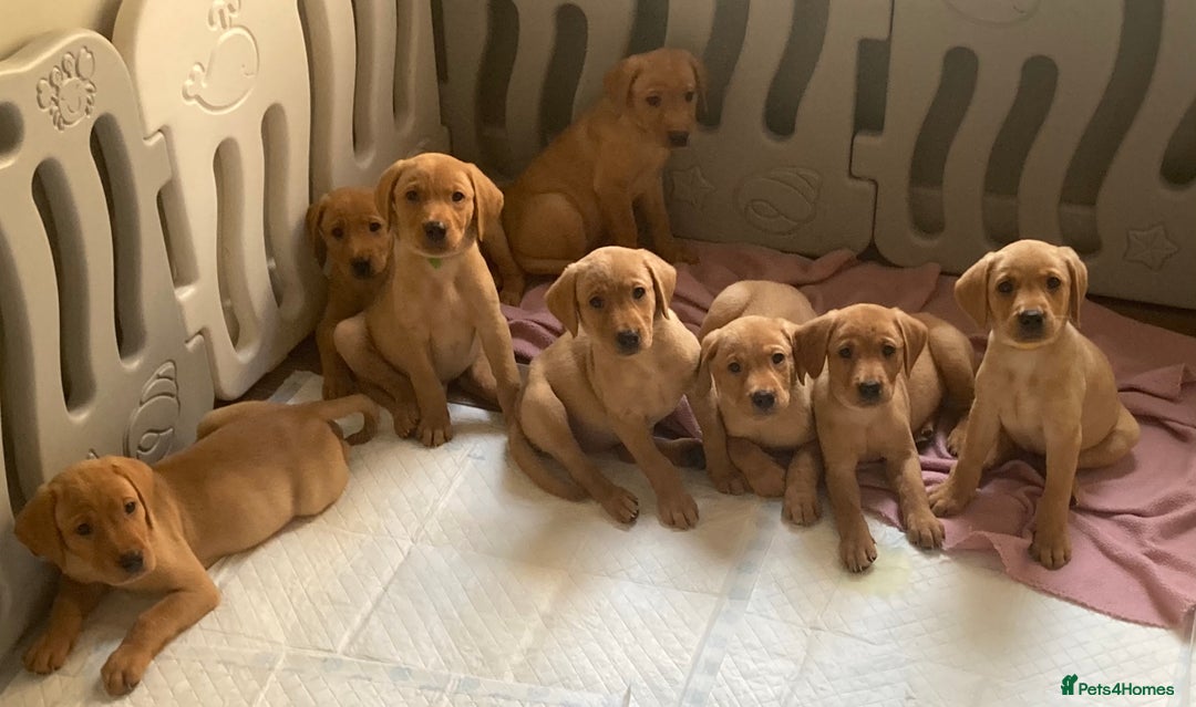 Labrador Retriever dogs for sale: KC registered Fox Red Labrador pup (last girl)🐾 in Saltcoats - Image 1