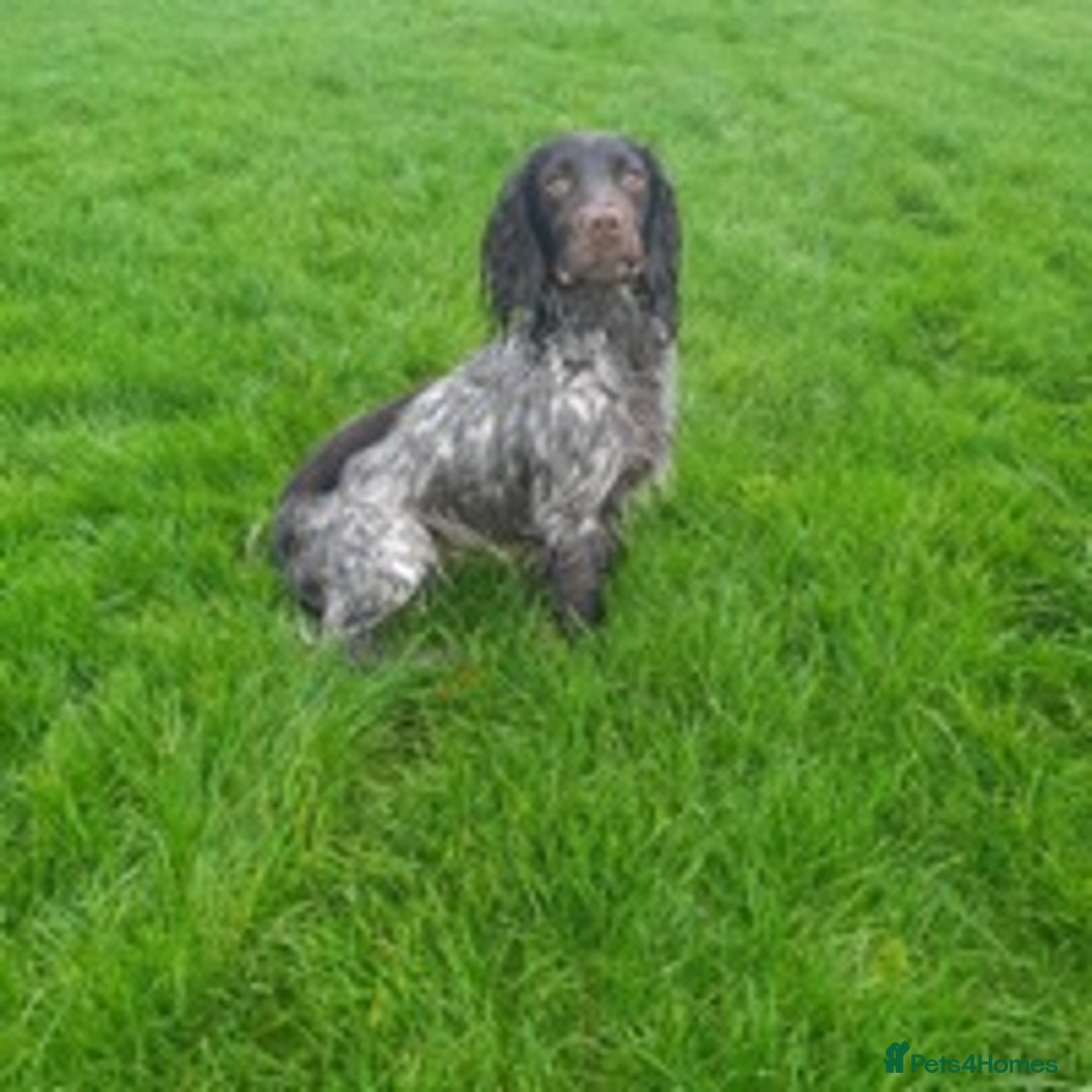 Cocker Spaniel dogs for stud: 🔥🔥WORKING ROAN COCKER STUD🔥🔥 in Gateshead - Advert 3