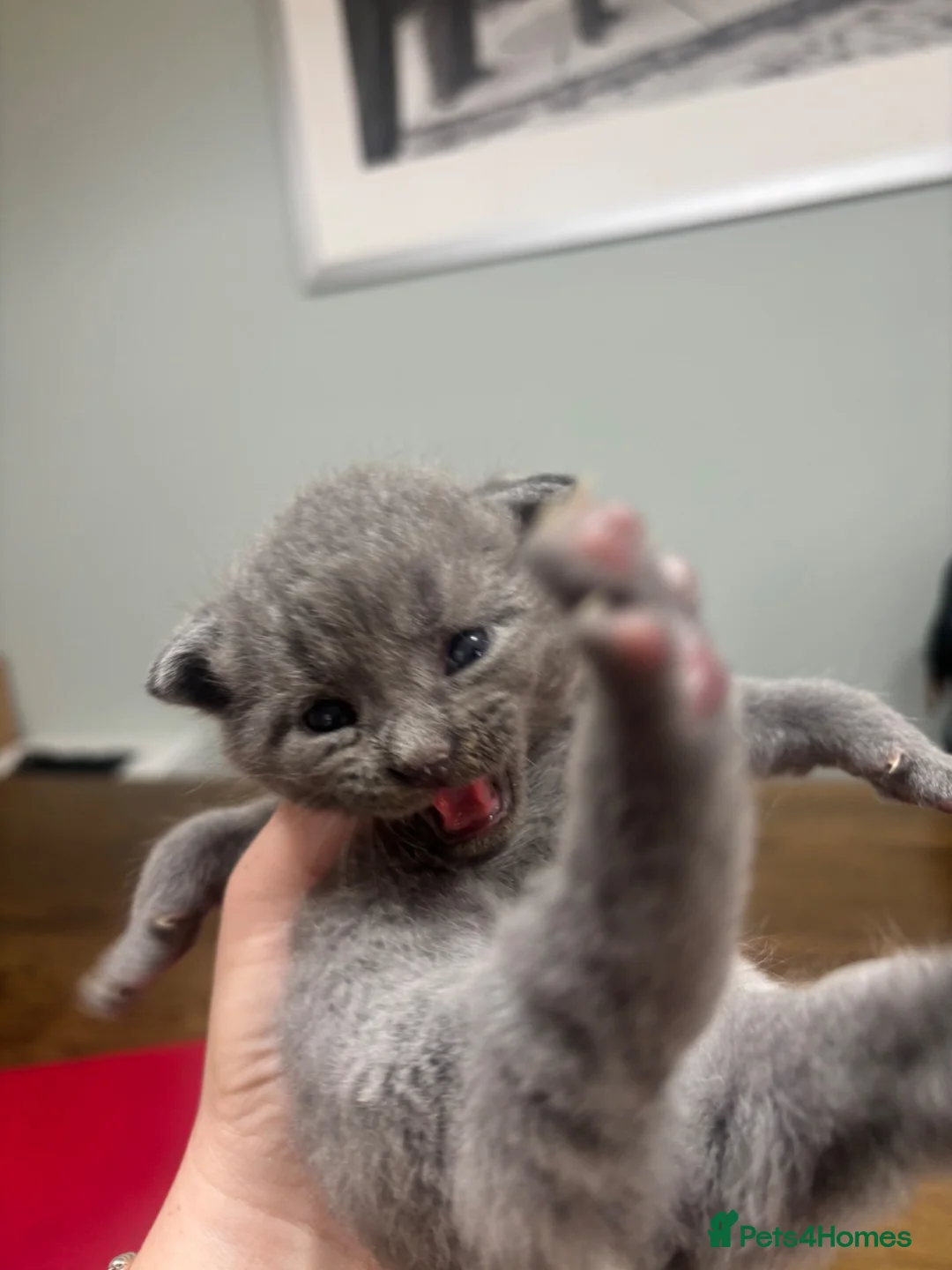 Mixed Breed cats for sale: 4 beautiful boy kittens 1/4 Maine coon  in Aylesbury - Advert 2