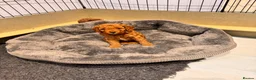 Cavapoochon dogs for sale: 3 Cavapoochon boys in Carmarthen - Advert 13