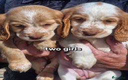Cocker Spaniel dogs for sale: Cocker spaniel puppies  - Image 5