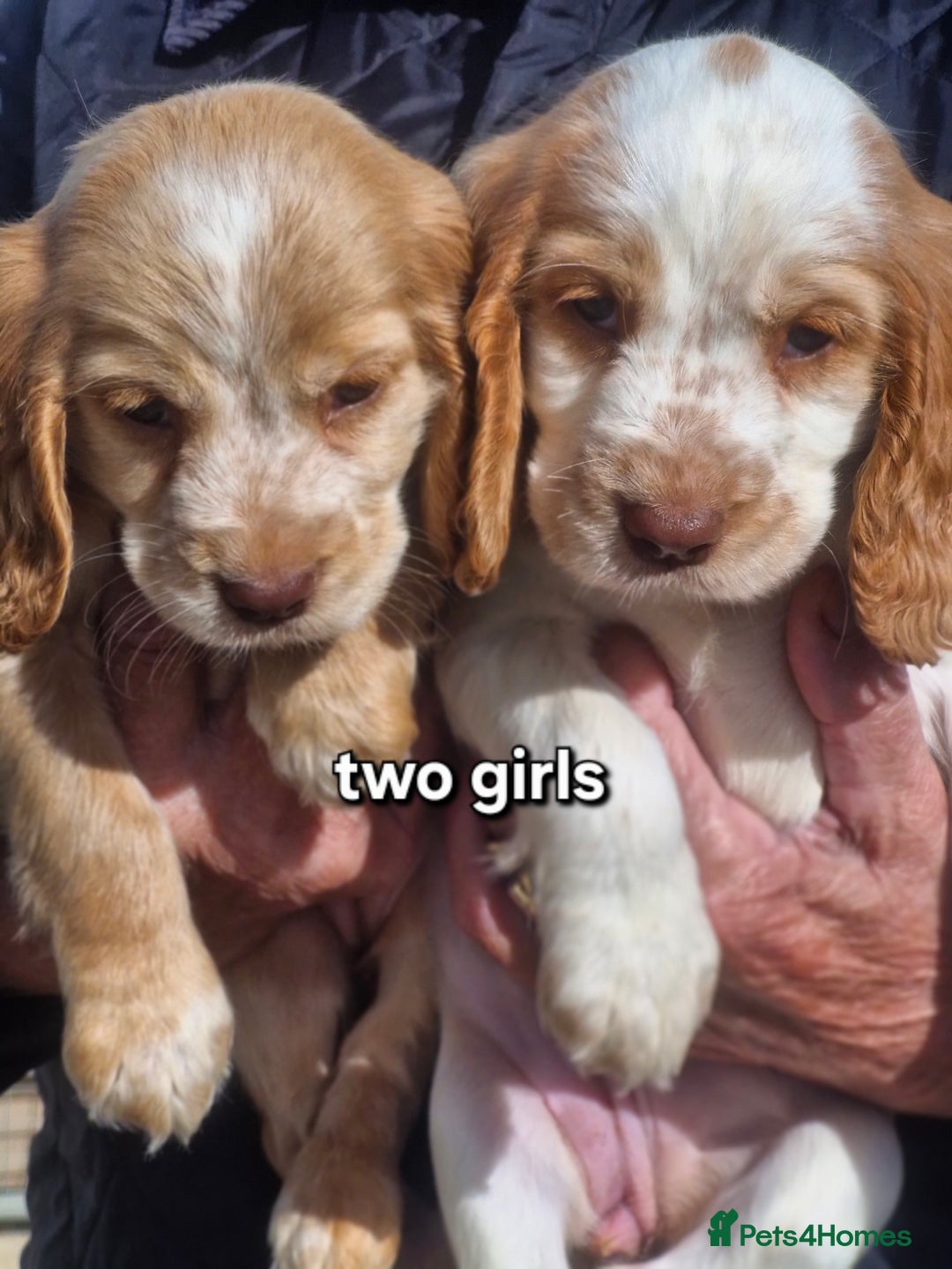 Cocker Spaniel dogs for sale: Cocker spaniel puppies  - Image 5