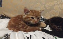 Mixed Breed cats for sale: 3 adorable 6 week old kittens. - Image 6