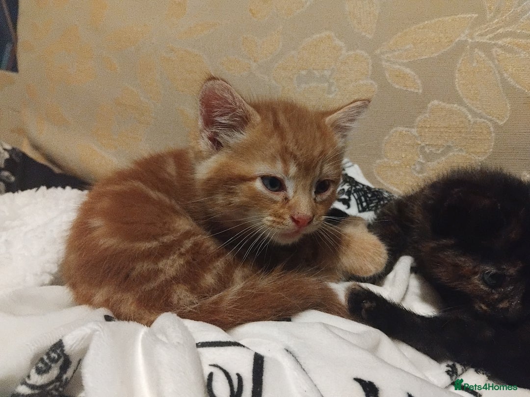 Mixed Breed cats for sale: 3 adorable 6 week old kittens. - Image 6