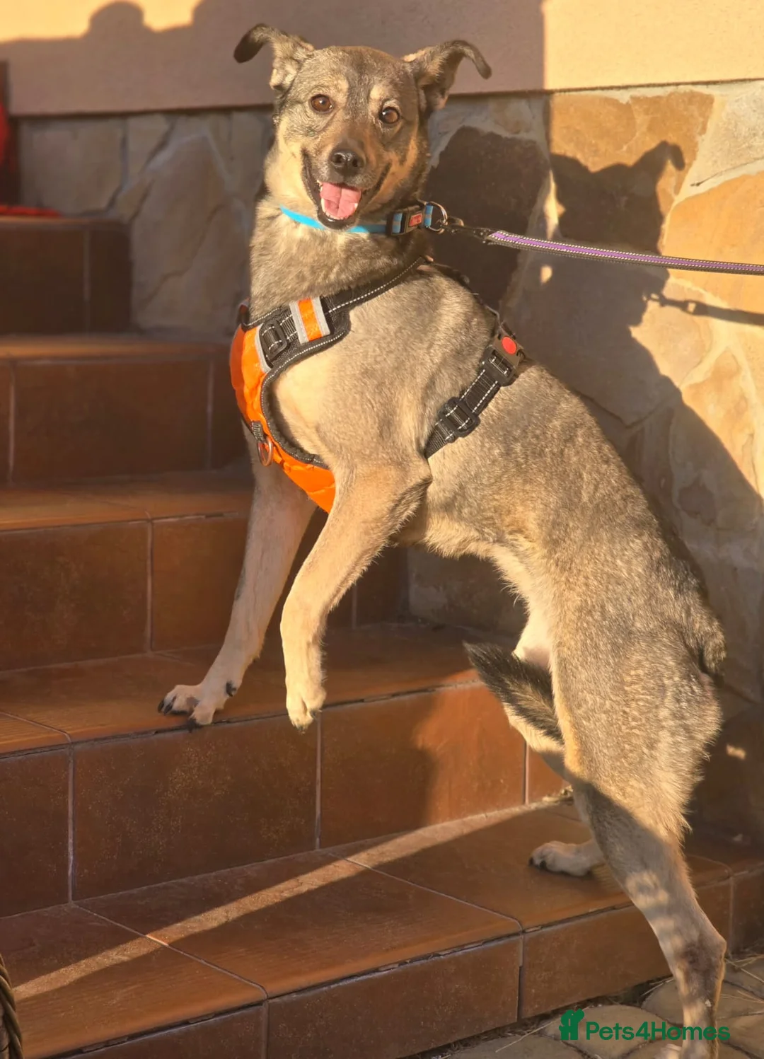 Mixed Breed dogs for adoption: ❤️🐶 GRACIE – THE GIRL WHO TRIES SO HARD TO PLEASE in Burton-on-Trent - Advert 2