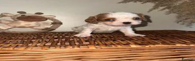 Cavalier King Charles Spaniel Puppy 2
