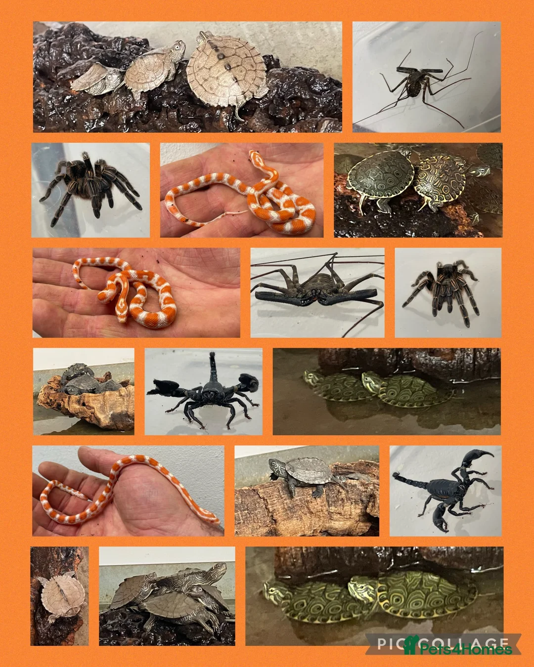 Tortoise reptiles for sale: Horsefield tortoises  - Advert 6