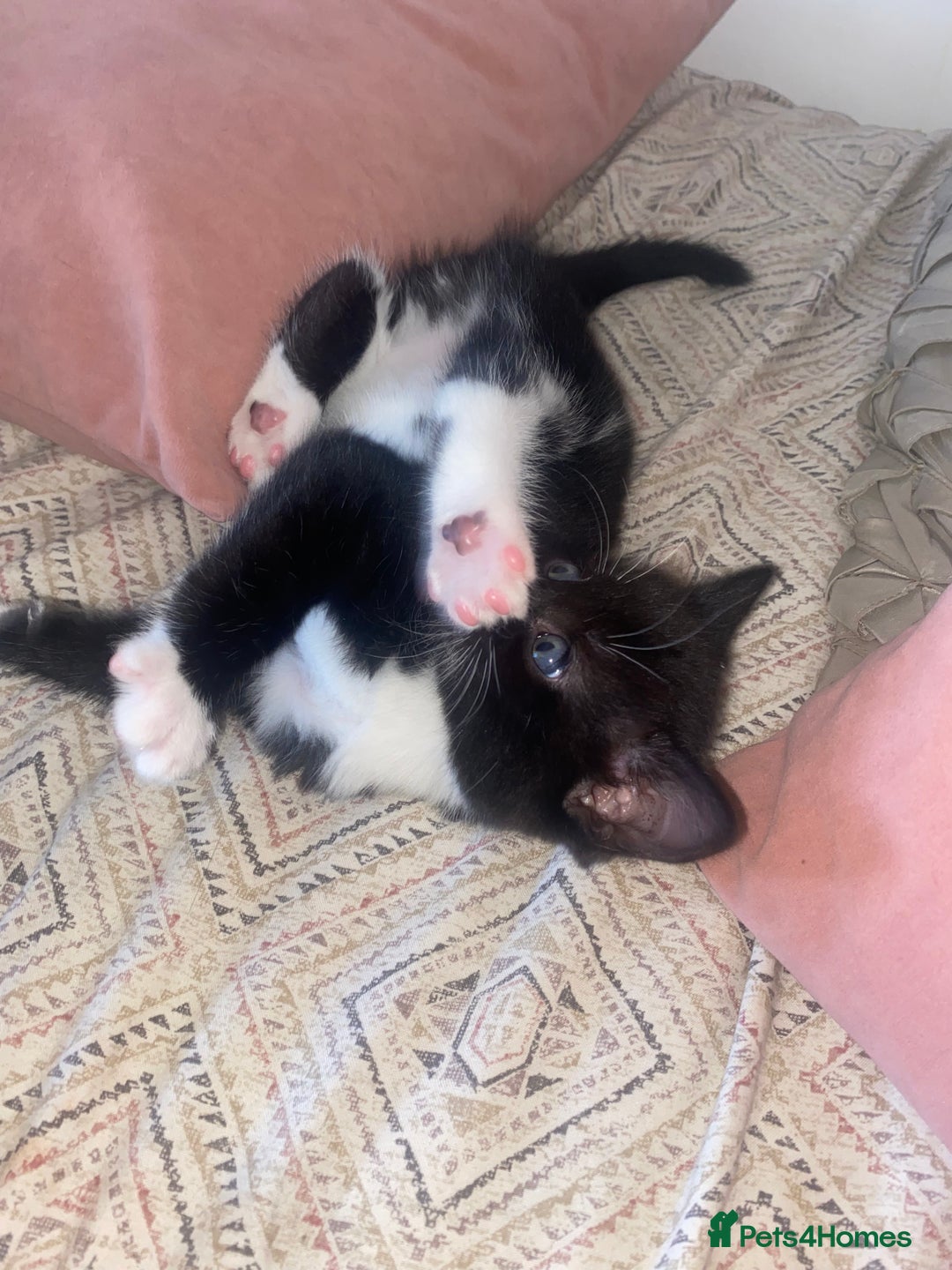 Mixed Breed cats for sale: BEAUTIFUL BLACK AND WHITE KITTENS 🐱  - Image 10