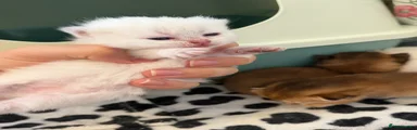 British Longhair 1