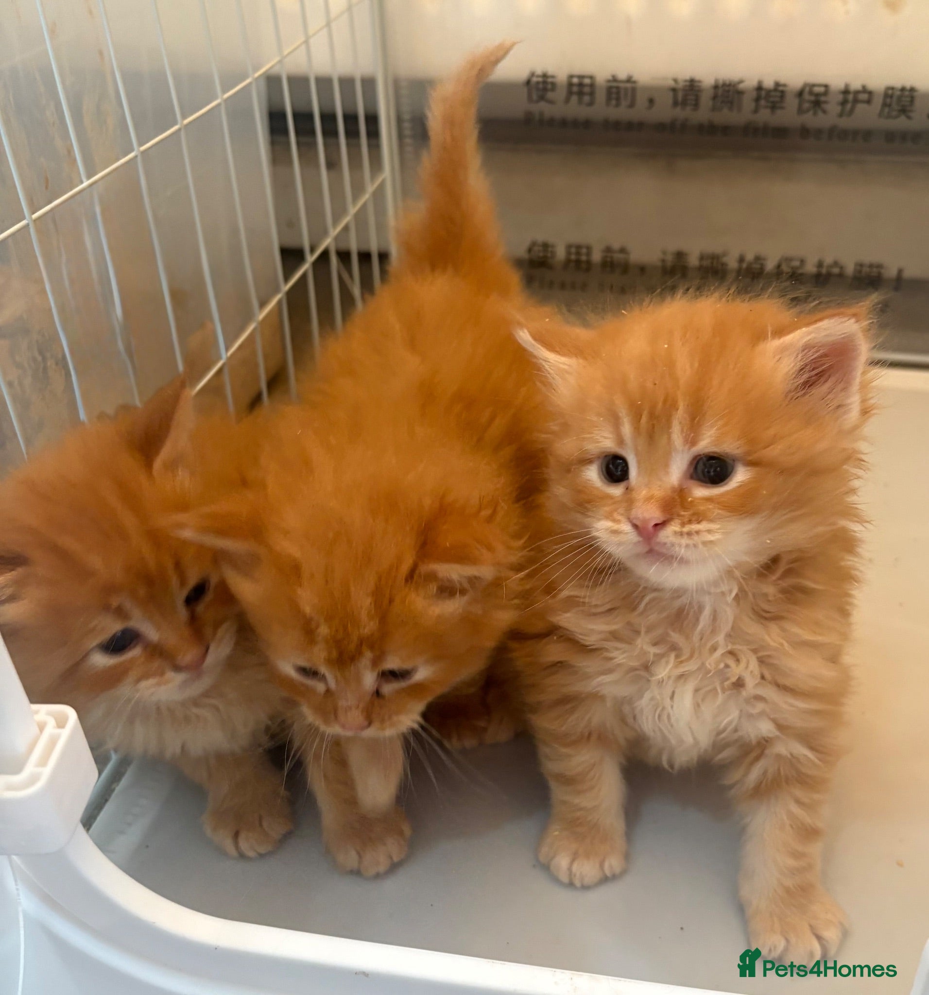 Maine Coon cats 6 Pure mainecoon kittens  - Advert 6