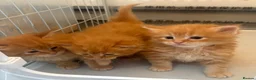 Maine Coon cats for sale: ONLY 3 BOYS REMAIN mainecoon kittens  - Advert 1