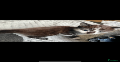 Mixed Breed cats - Advert 14