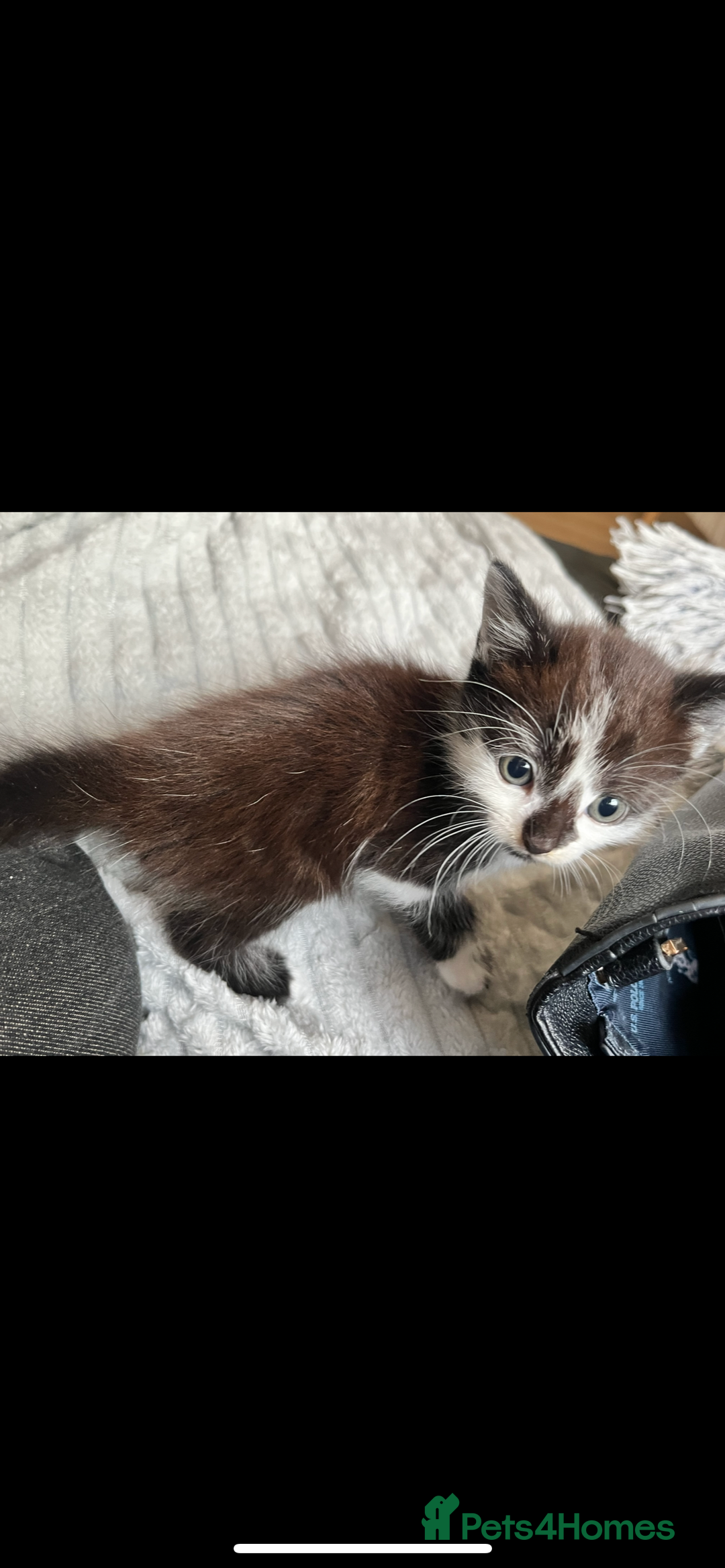 Mixed Breed cats for sale: 🐾 Adorable Kittens Looking for Loving Homes 🐾 - Image 2