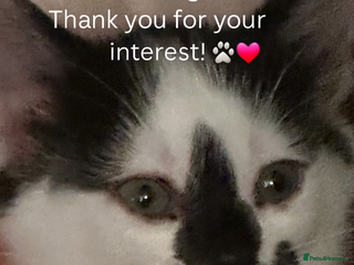 Mixed Breed cats 😺Adorable kittens .. loving ❤️home – ready soon!" - Advert 5